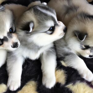 Pomsky Puppies for Sale in Burnley, UK