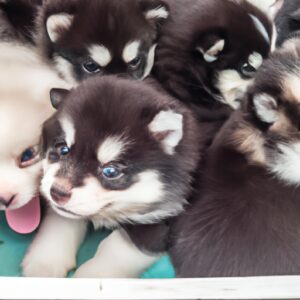 Pomsky Puppies for Sale in Cheltenham, UK