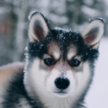 how-much-cold-can-a-pomeranian-withstand-compared-to-a-husky